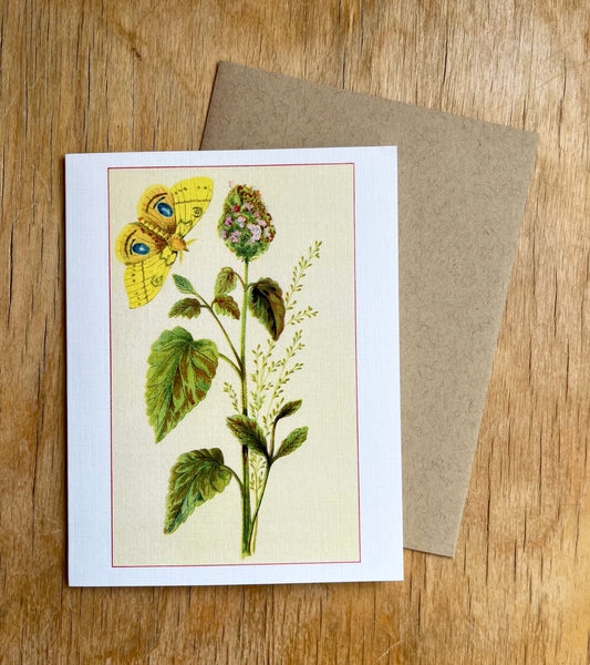 Wild flowers of America - greeting card 4 pack (butterfly set)