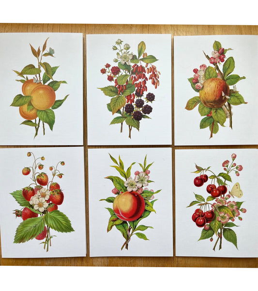 Fruits From the Garden and Field - greeting card 6 pack