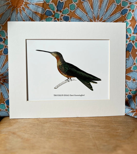 Trochilus Gigus - Giant Hummingbird - Archival print