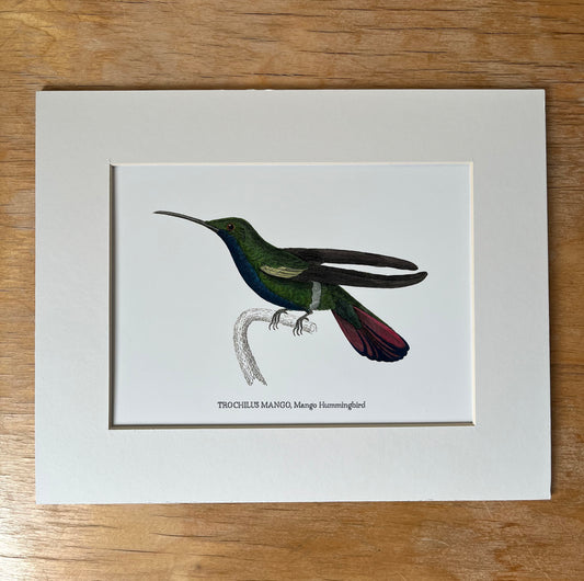 Trochilus Mango Hummingbird - Archival print