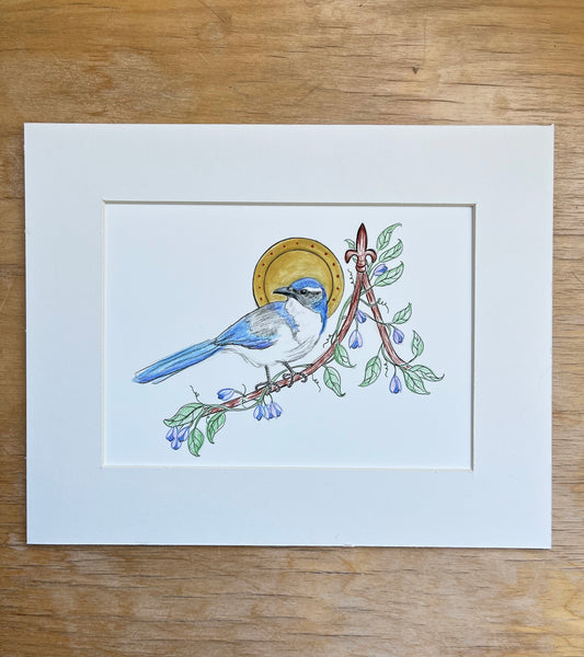 California Scrub Jay - Archival print