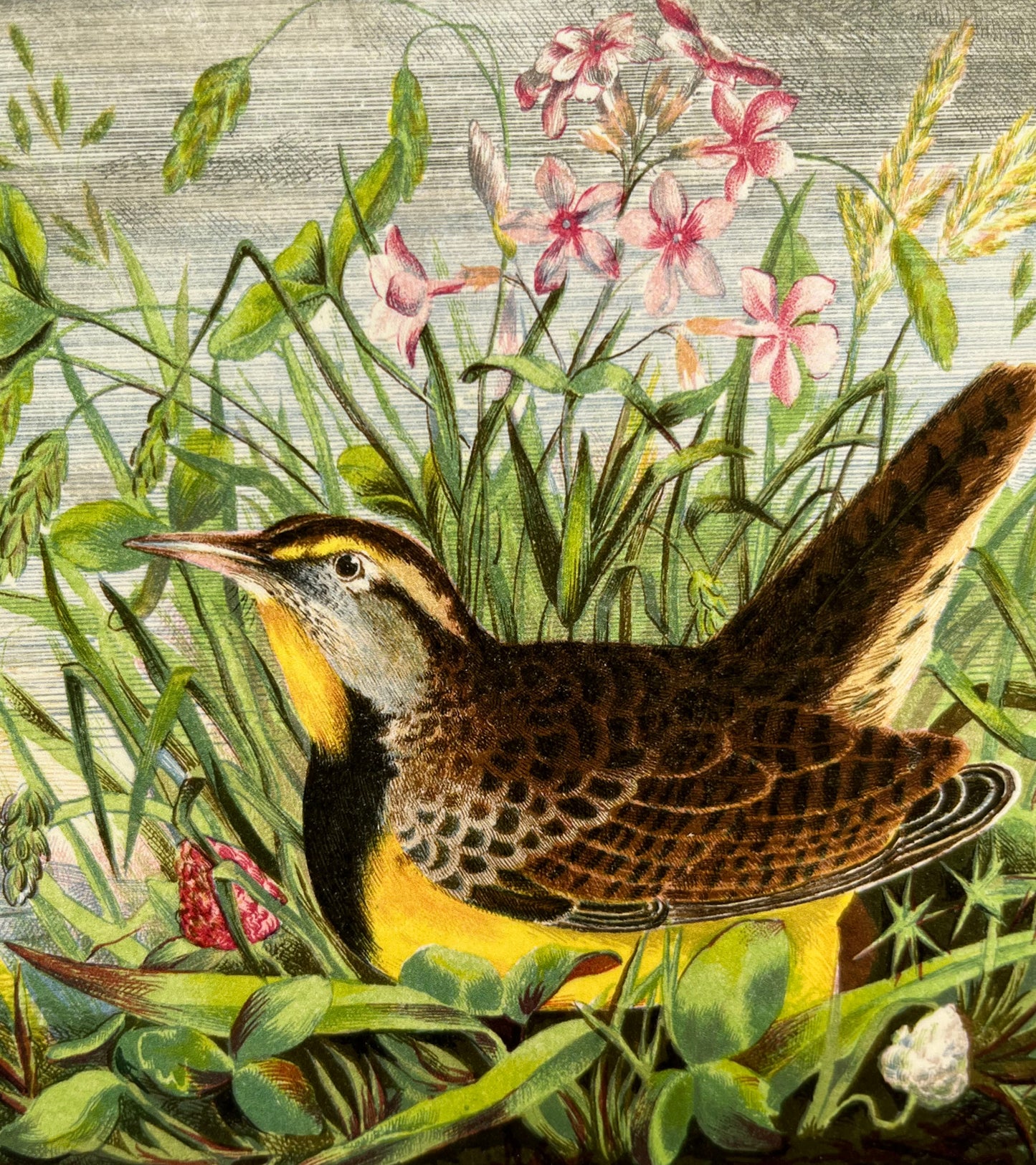 Western Meadowlark - Archival print