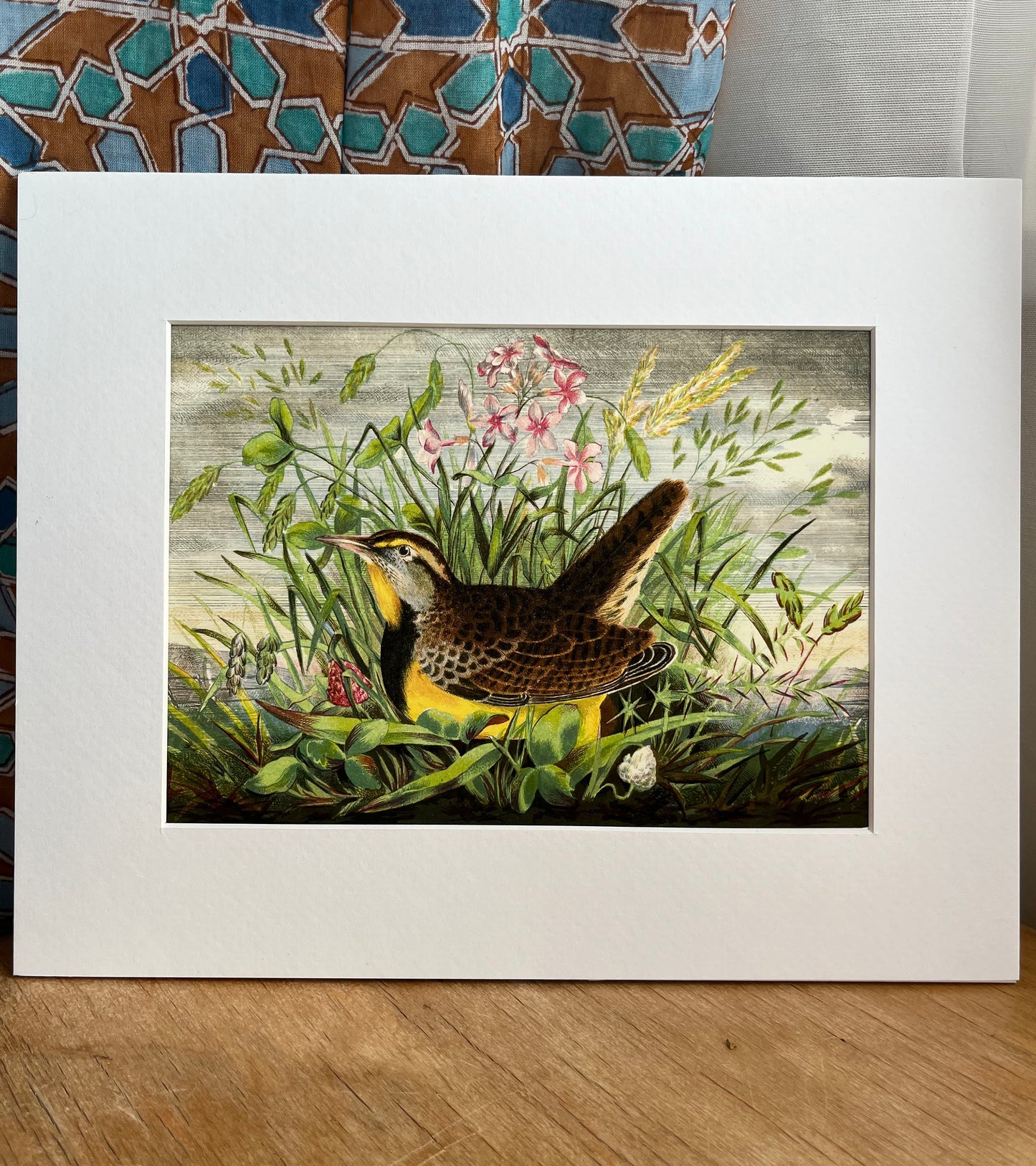 Western Meadowlark - Archival print