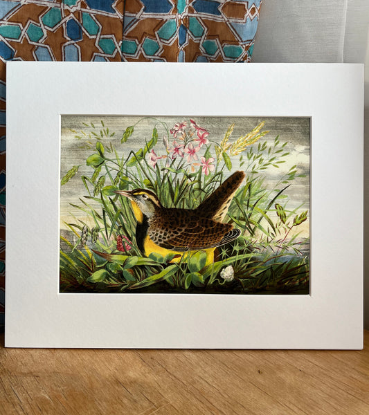 Western Meadowlark - Archival print
