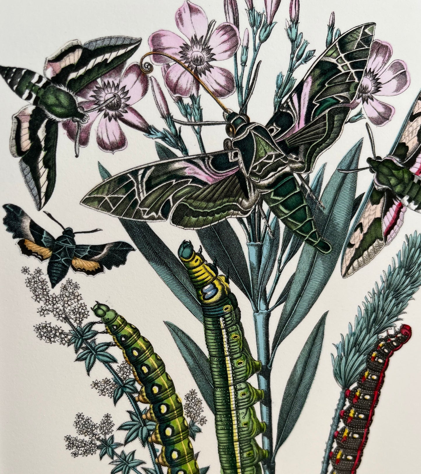 European Moths - Archival print