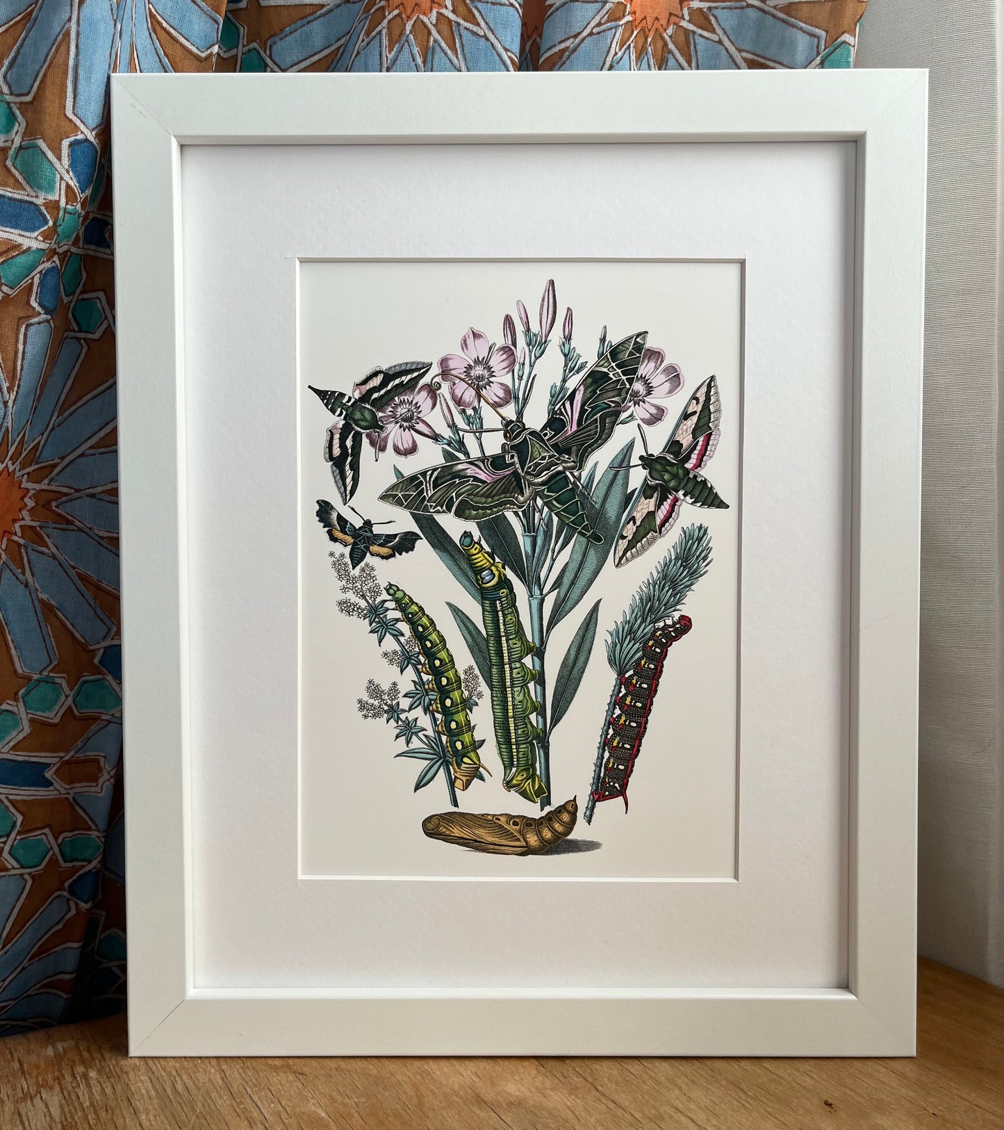 European Moths - Archival print