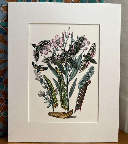 European Moths - Archival print