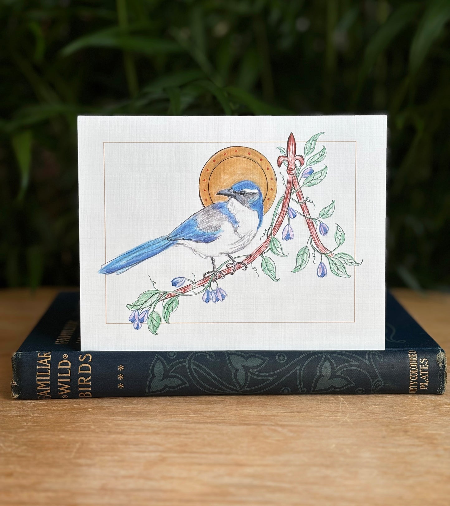 Backyard Birds of the Pacific Northwest greeting card 6 pack