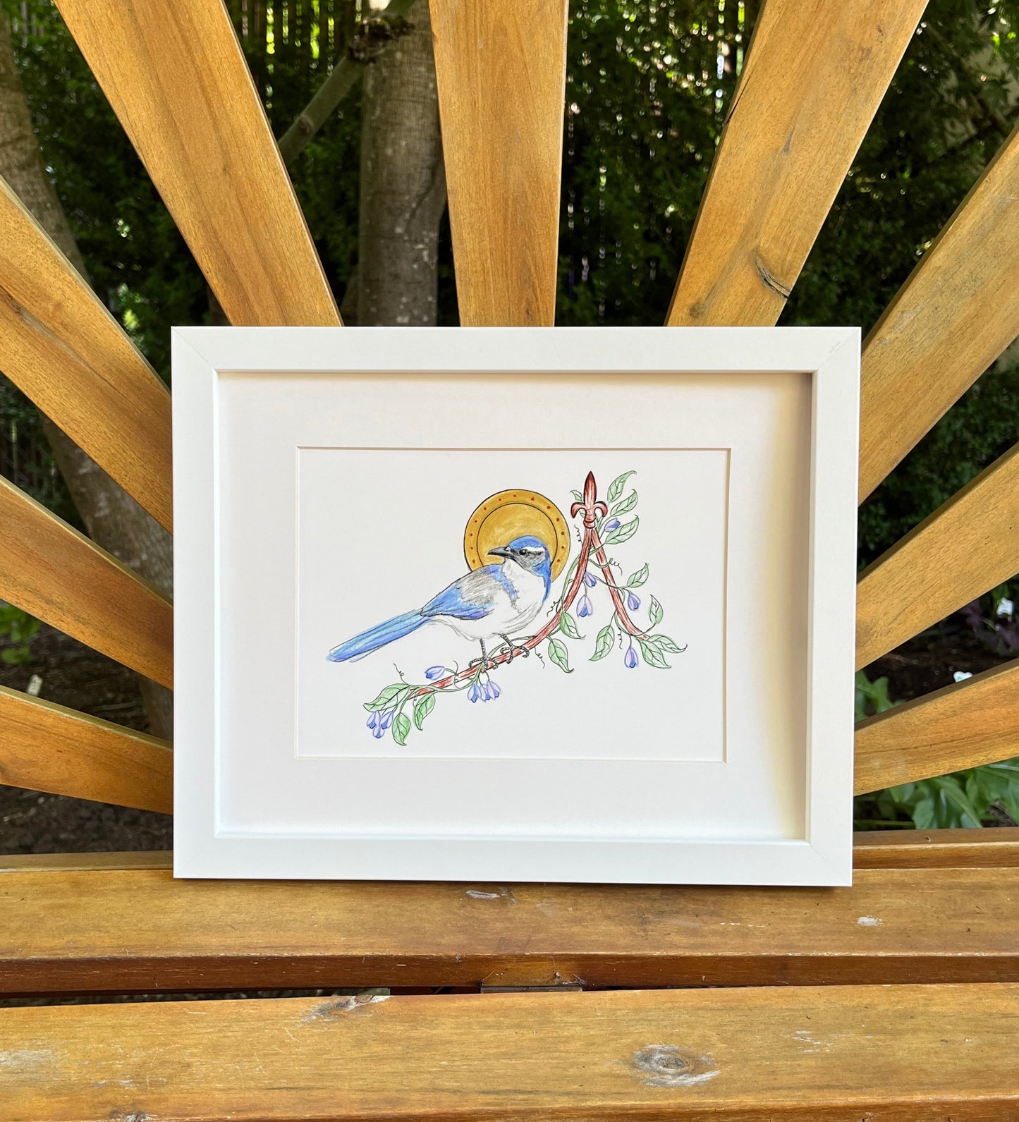 California Scrub Jay - Archival print