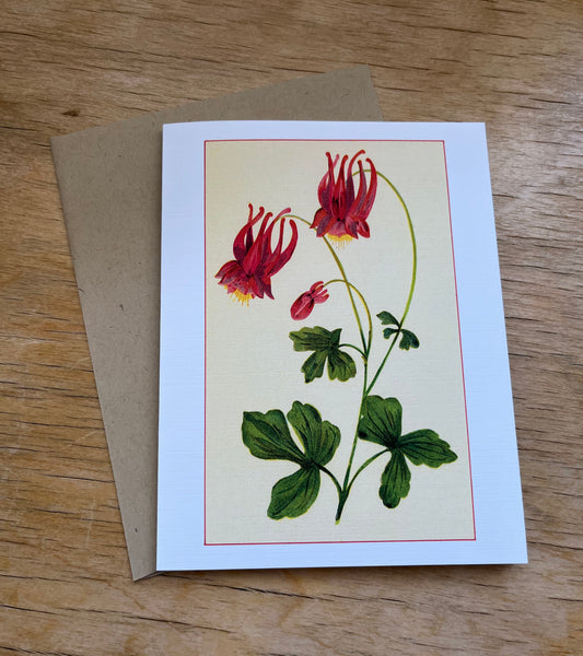 Wild flowers of America - greeting card 4 pack (red varieties)