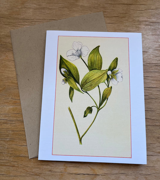 Wild flowers of America - greeting card 4 pack (white varieties)