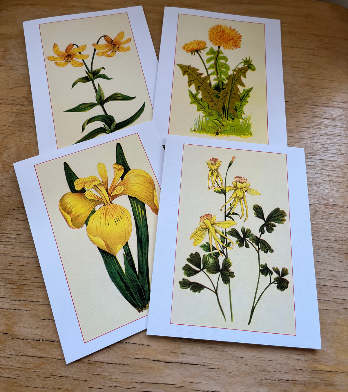 Wild flowers of America - greeting card 4 pack (yellow varieties)
