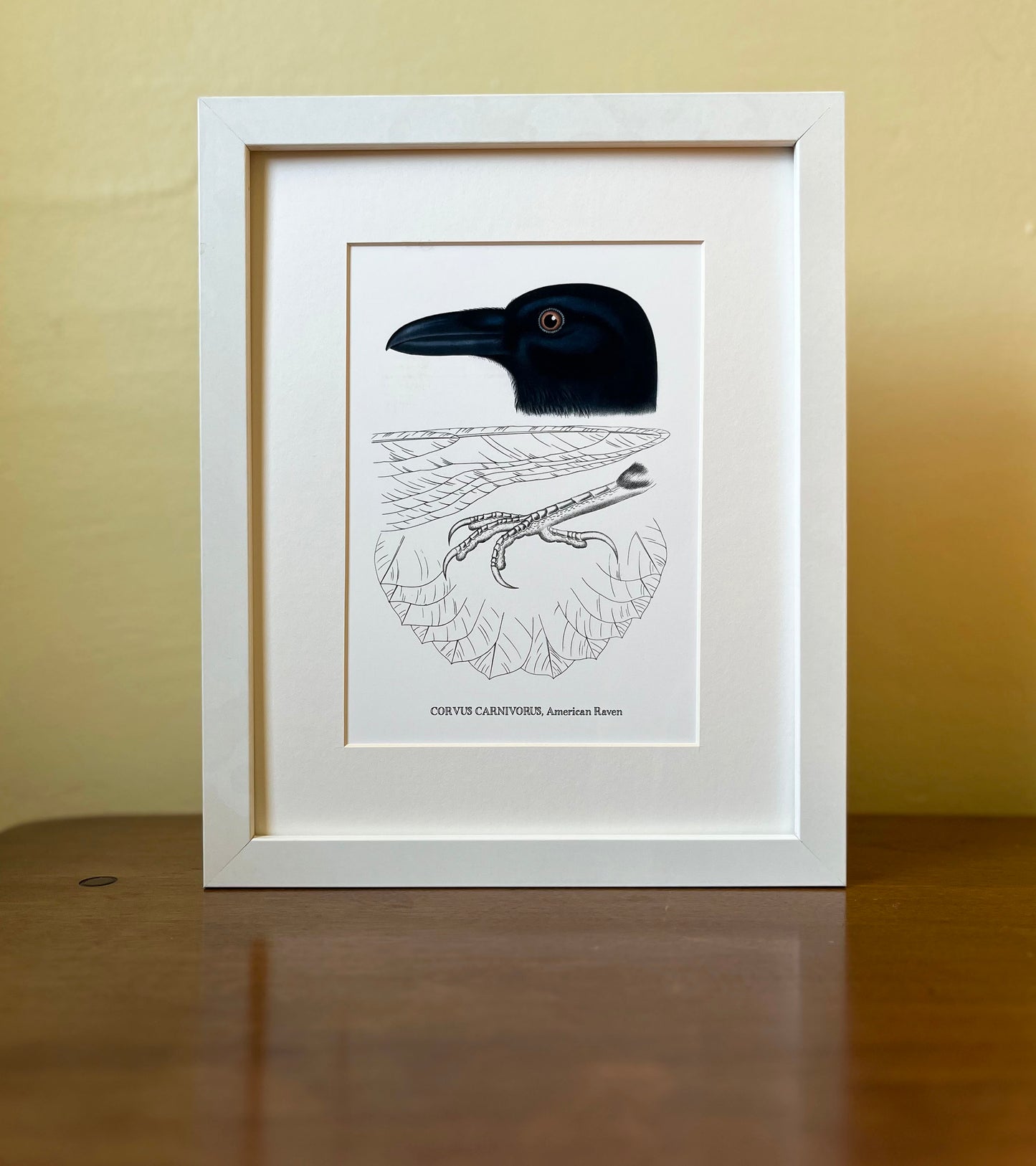 Corvus Carnivorus, American Raven - Archival print