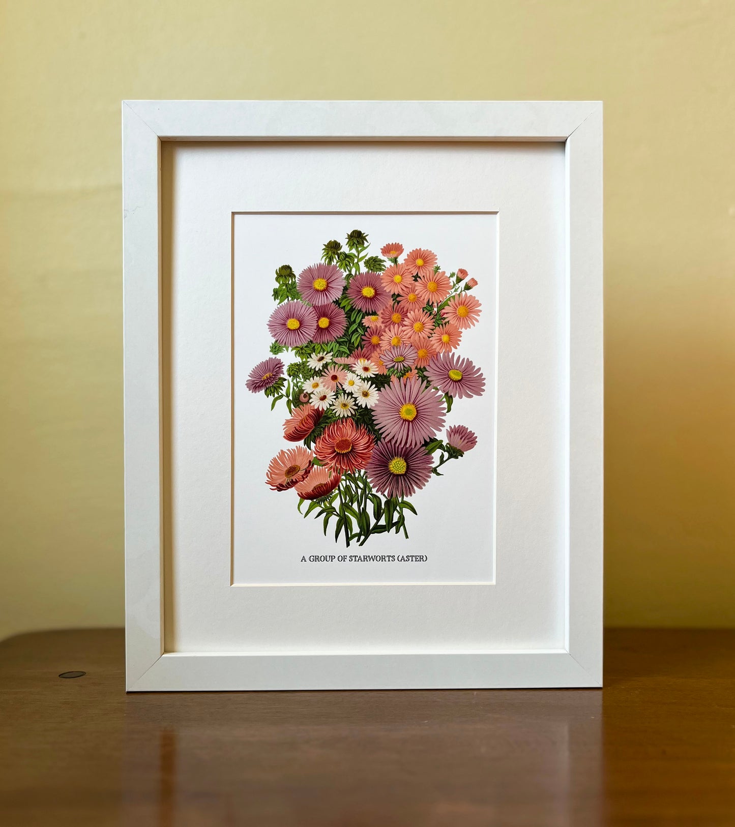 A Group of Starworts, Aster - Archival print