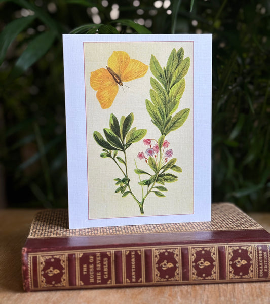 Wild flowers of America - greeting card 4 pack (butterfly set)
