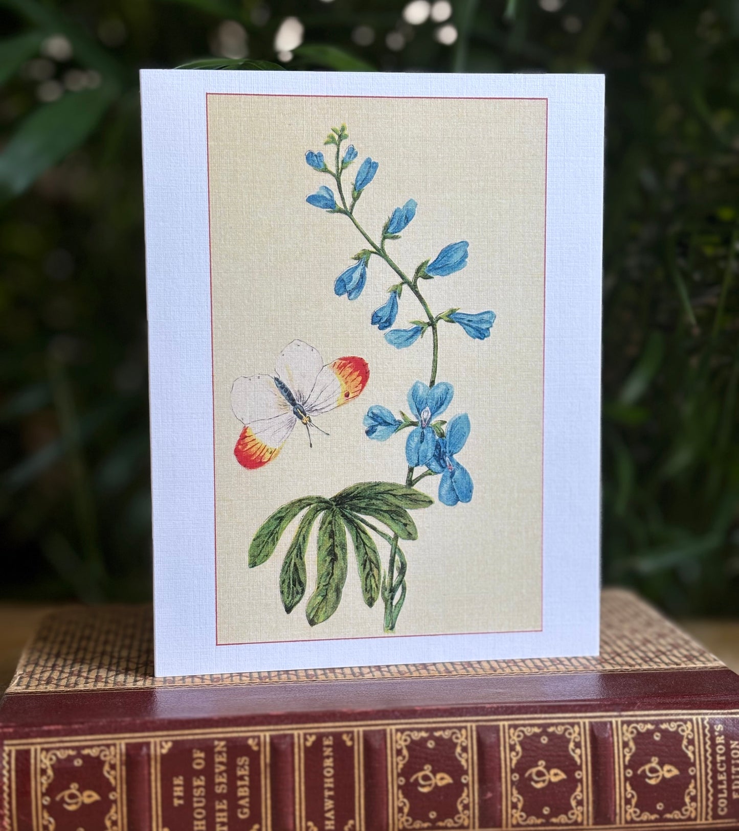 Wild flowers of America - greeting card 4 pack (butterfly set)