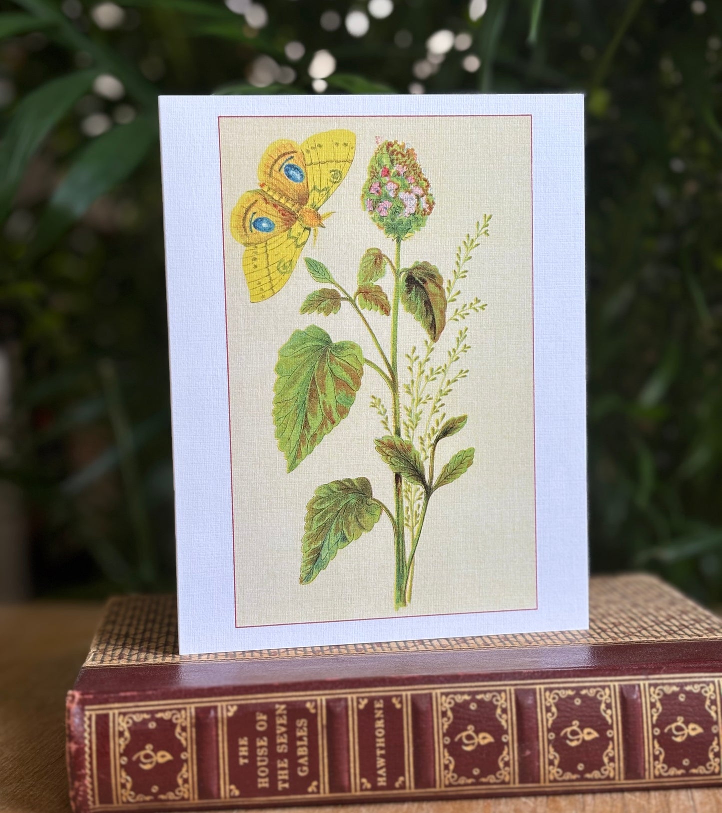 Wild flowers of America - greeting card 4 pack (butterfly set)
