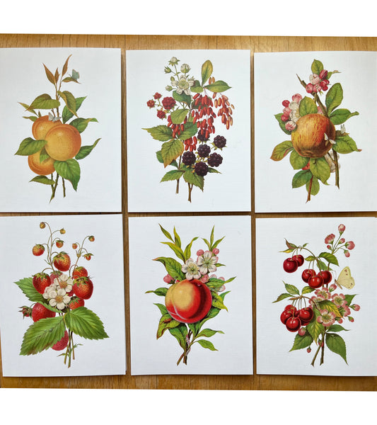 Fruits From the Garden and Field - greeting card 12 pack