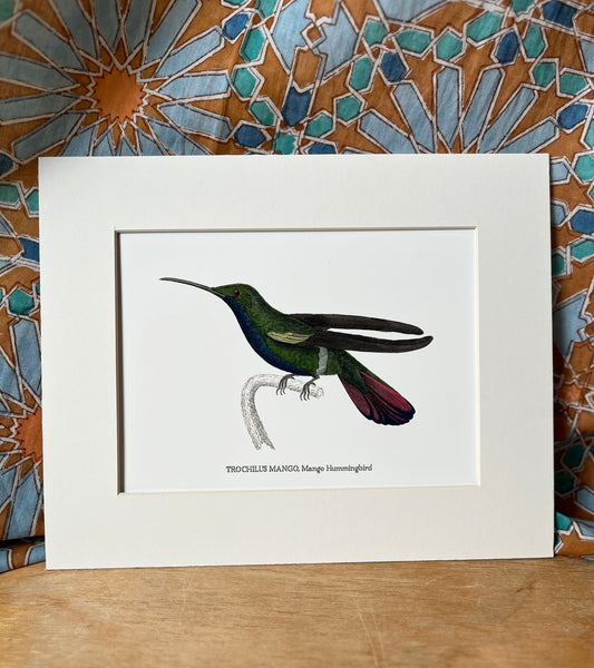 Trochilus Mango Hummingbird - Archival print