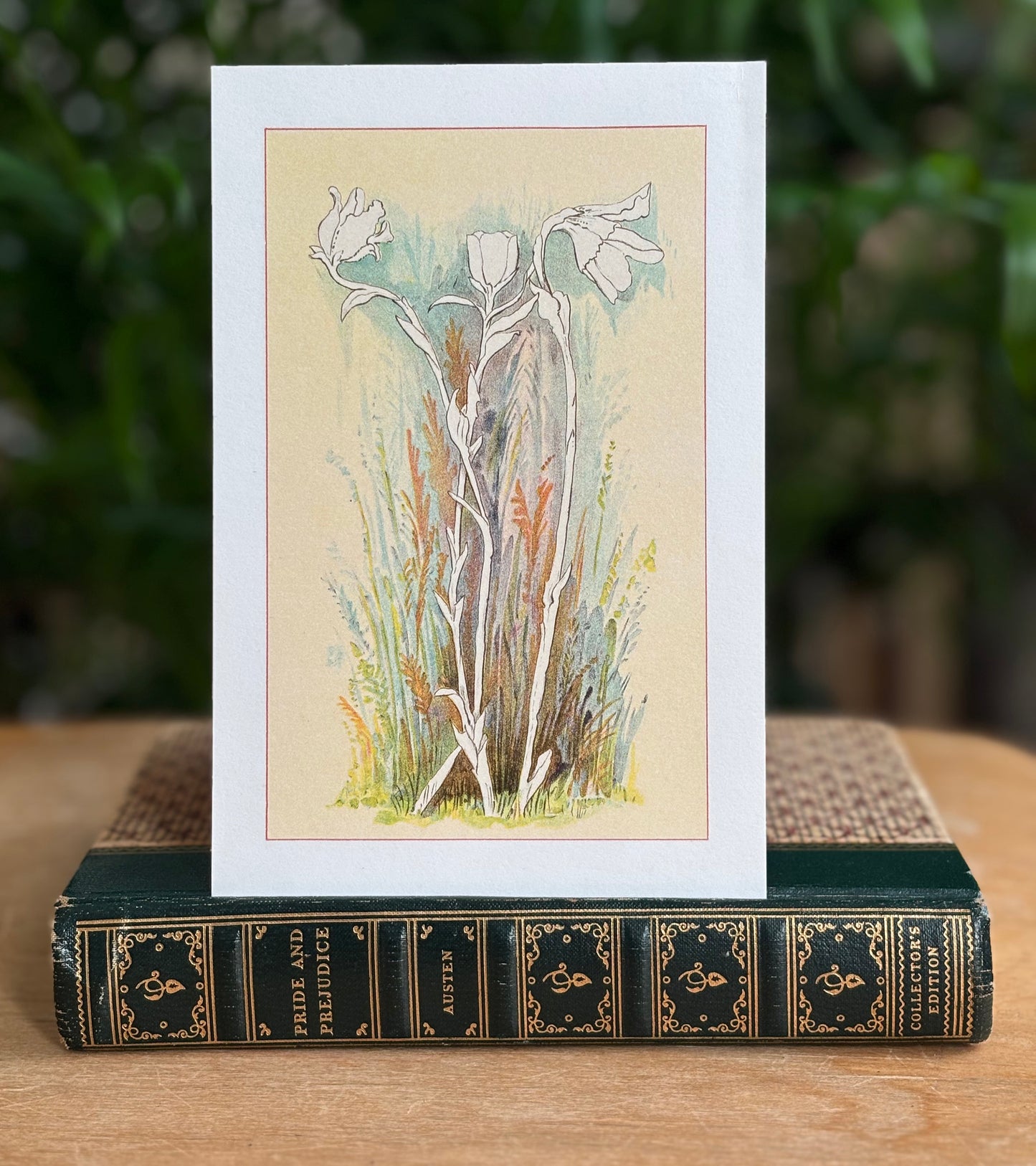 Monatropa Uniflora. Indian Pipe - postcard