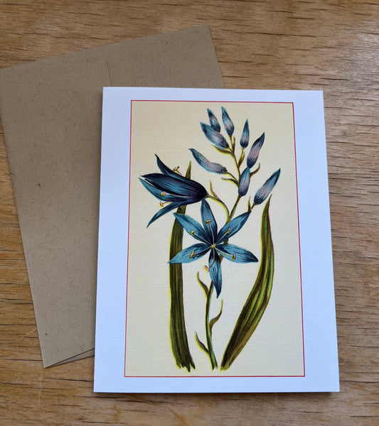 Wild flowers of America - greeting card 4 pack (blue varieties)