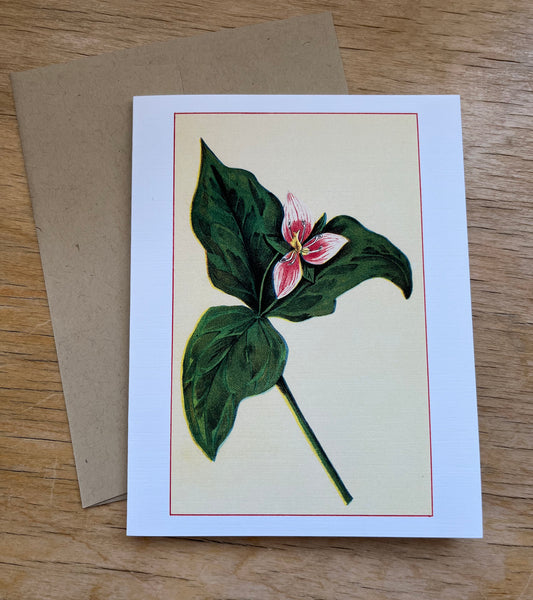 Wild flowers of America - greeting card 4 pack (pink varieties)