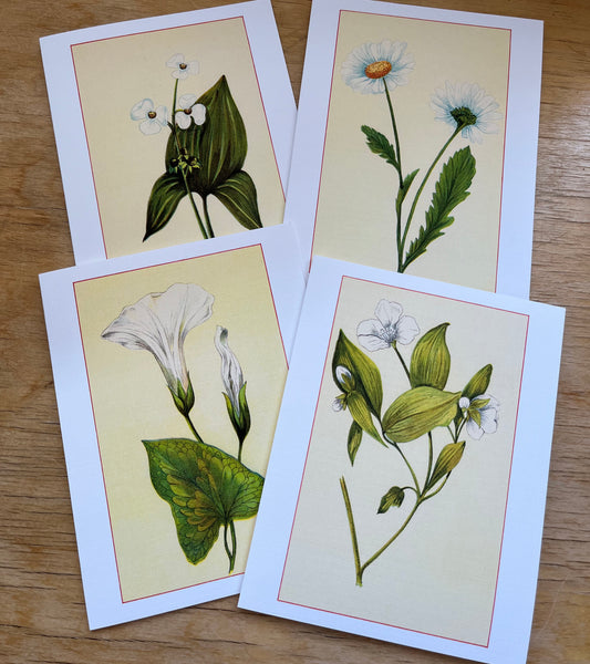 Wild flowers of America - greeting card 4 pack (white varieties)