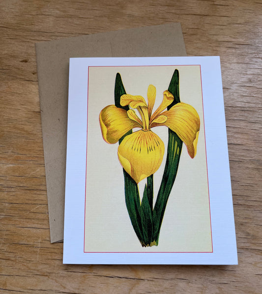 Wild flowers of America - greeting card 4 pack (yellow varieties)