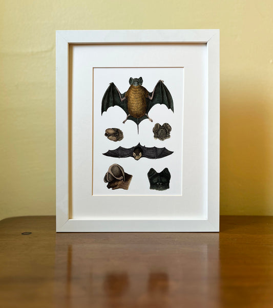 Bats - Archival print