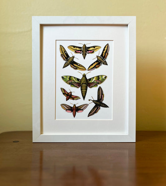Moths - Archival print