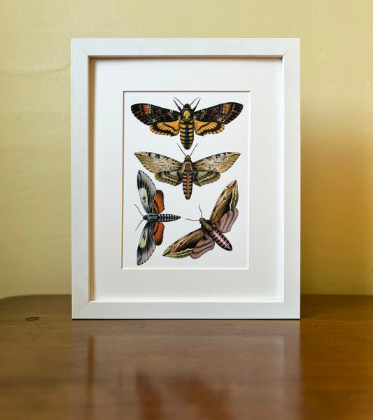 Moths V2 - Archival print