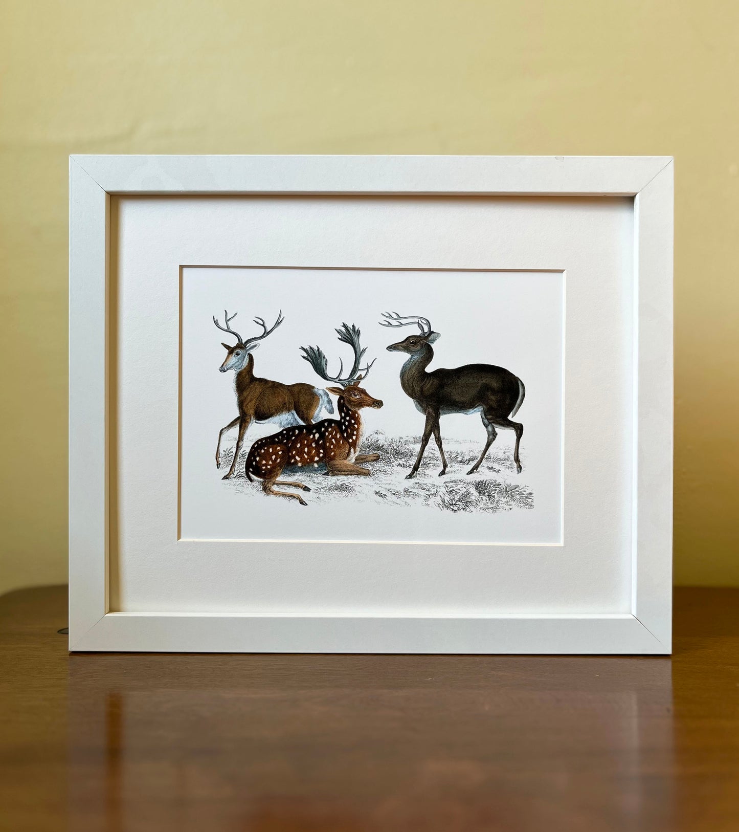 Deer - Archival print